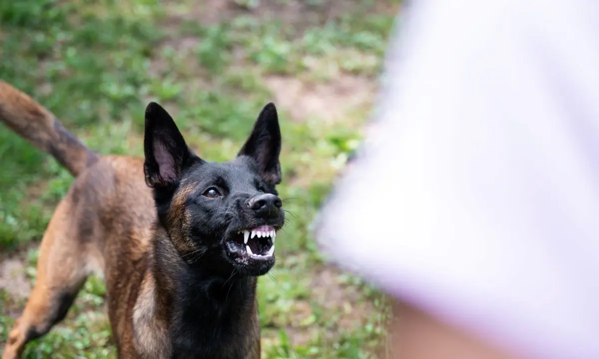 Navigating the Aftermath: Essential Steps Following a Dog Bite